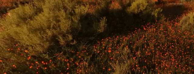 Namaqua National Park