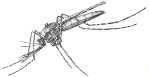 mosquito