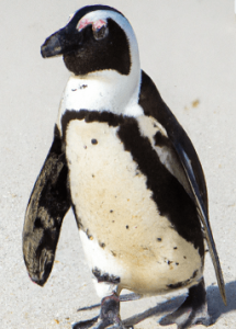 African Penguin