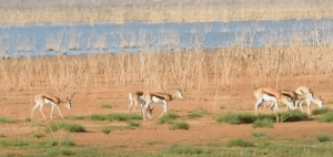 Camdeboo Nation Park Antelope