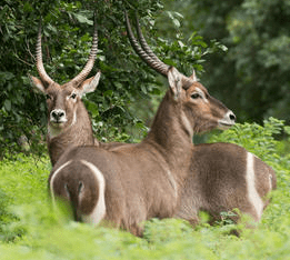 Waterbuck